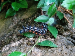 Doleschallia bisaltide