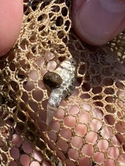 Cyprinodon variegatus