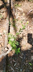 Vittadinia