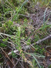 Vaccinioideae