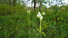 Pecteilis susannae