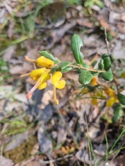 Grevillea chrysophaea