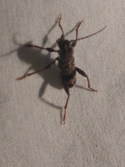 Xylotrechus colonus
