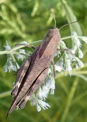 Arphia xanthoptera