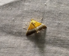 Sagariphora magnificalis