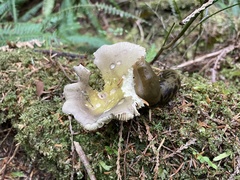 Russula versicolor