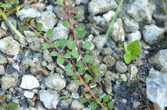 Ludwigia microcarpa