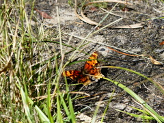Polygonia gracilis
