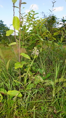 Habenaria rostellifera