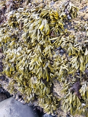 Pelvetiopsis limitata