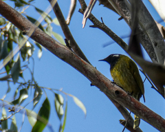 Nesoptilotis leucotis