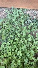 Dichondra carolinensis