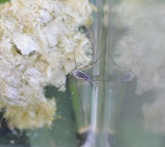 Neogerris hesione