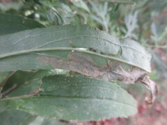 Nemorimyza posticata