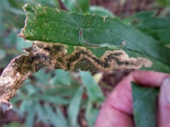 Nemorimyza posticata