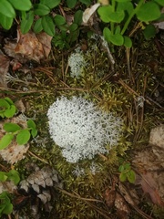 Cladonia stellaris