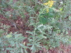 Nemorimyza posticata