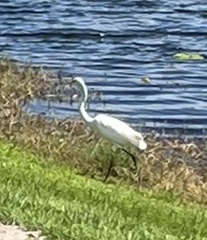 Ardea alba