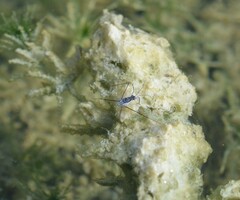 Neogerris hesione