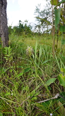 Habenaria rostellifera