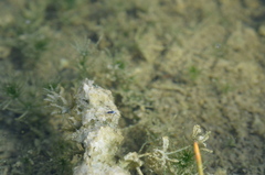 Neogerris hesione