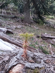 Araucaria araucana
