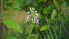 Habenaria rostellifera