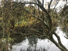 Sophora microphylla