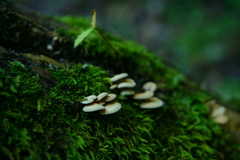 Panellus