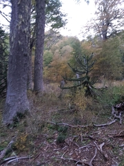 Araucaria araucana