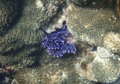Distichopora violacea