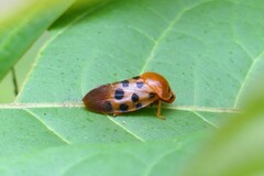 Cosmoscarta septempunctata