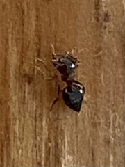 Crematogaster ashmeadi