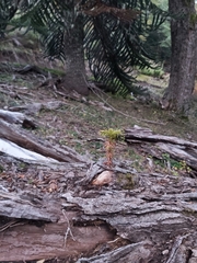 Araucaria araucana