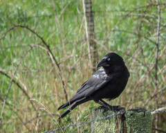 Corvus mellori