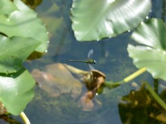 Coryphaeschna adnexa