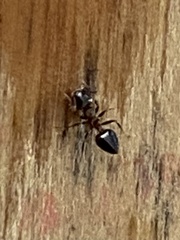 Crematogaster ashmeadi