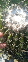 Parodia erinaceus