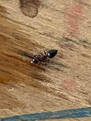 Crematogaster ashmeadi