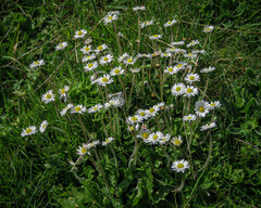 Bellis perennis