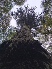 Araucaria araucana