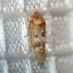 Dragonana dracontea