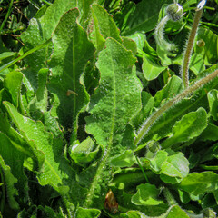 Bellis perennis