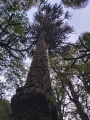 Araucaria araucana