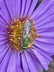 Agapostemon virescens