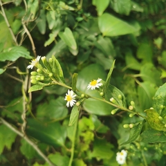 Aster ageratoides scaberulus