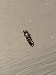 Monopis crocicapitella