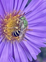 Agapostemon virescens