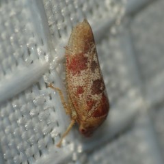 Dragonana dracontea