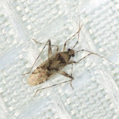 Phytocoris carnosulus